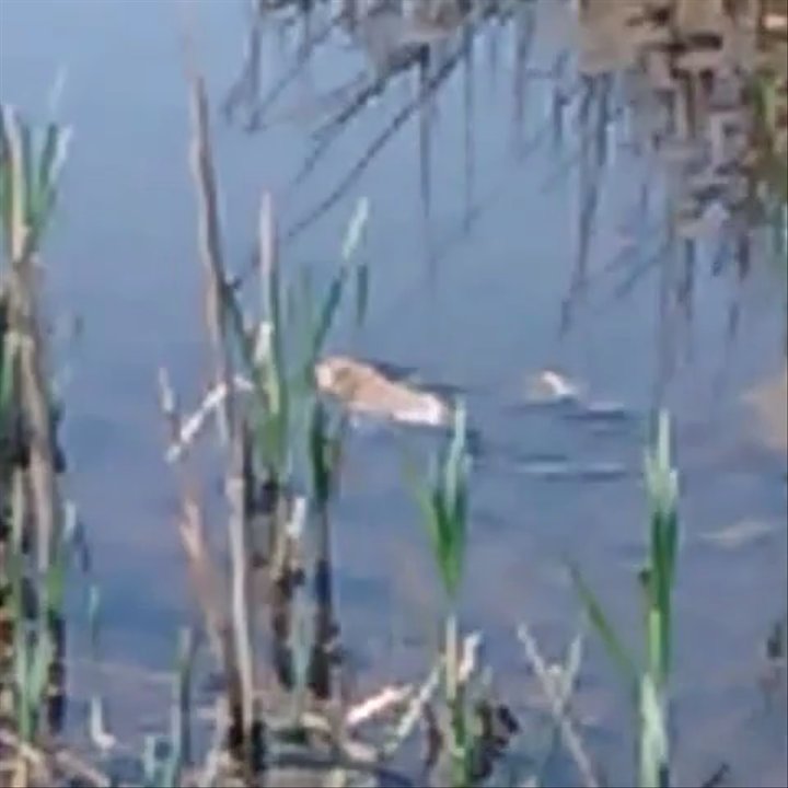 Swan Lake Nauture Study Area - When you take a trip to Swan Lake you might get lucky and run into this guy! - Hiking Near Me - Reno, Nevada