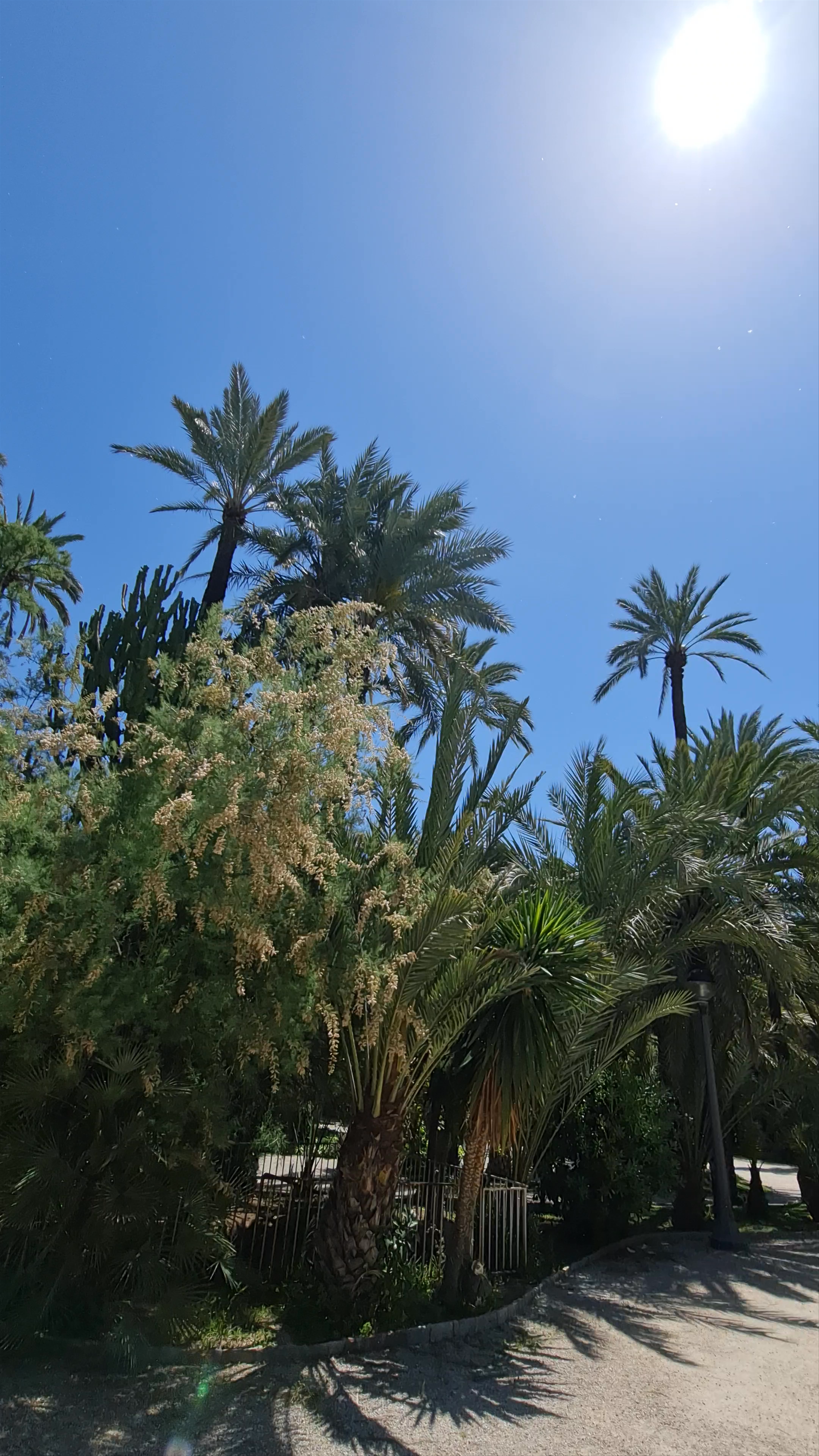 El Palmeral de Elche