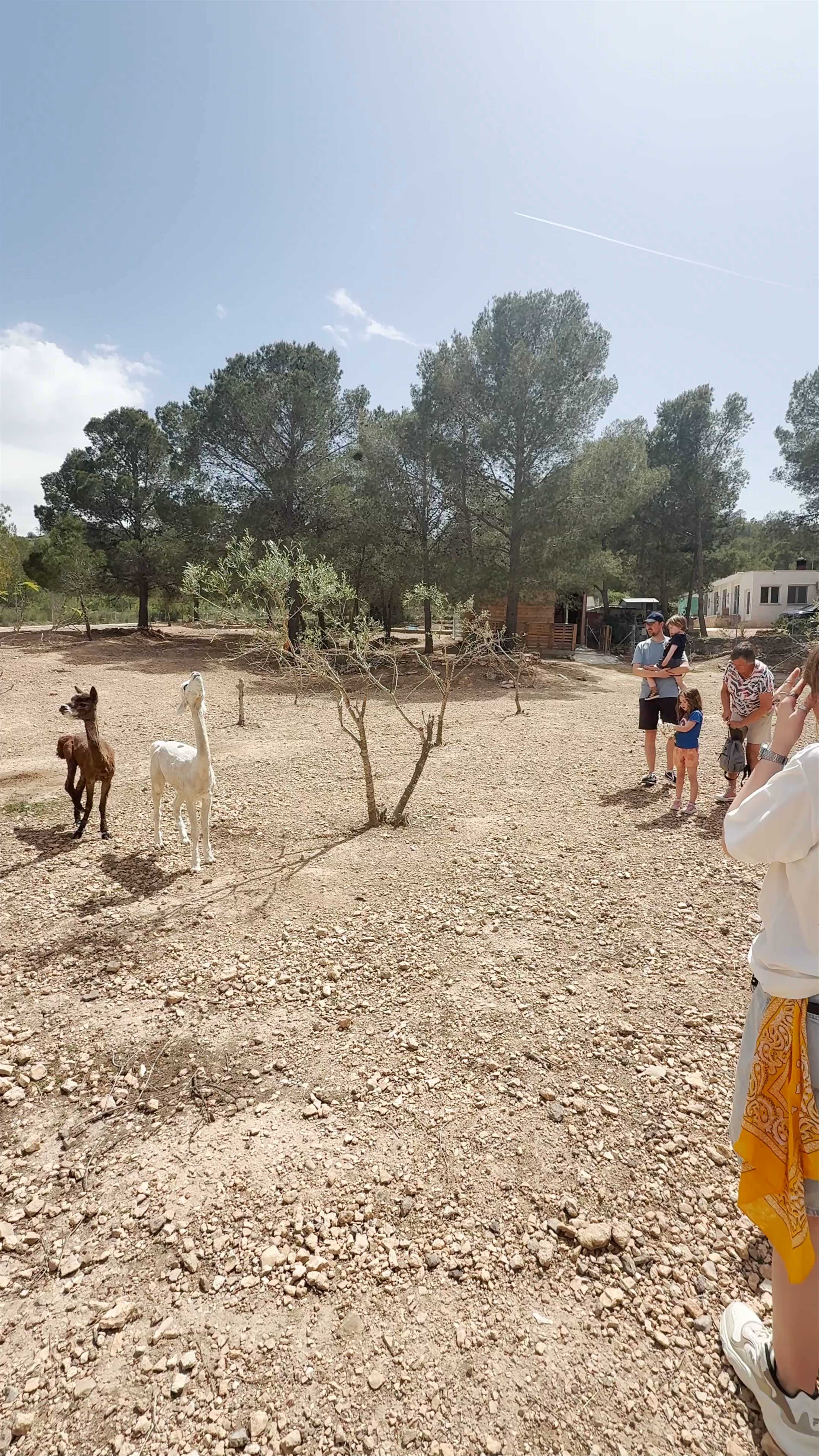Sierra granja de alpacas