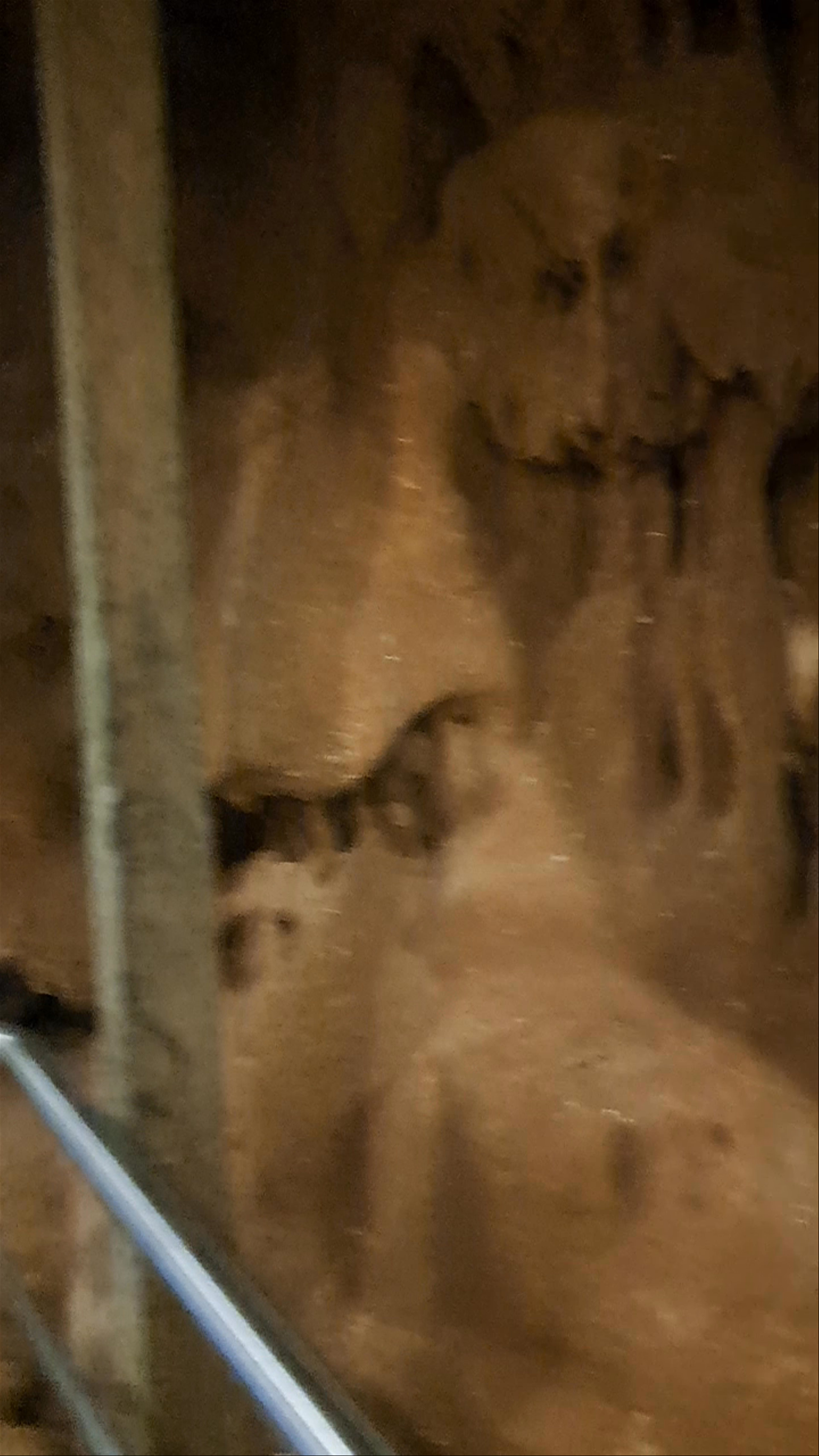 Petralona Cave