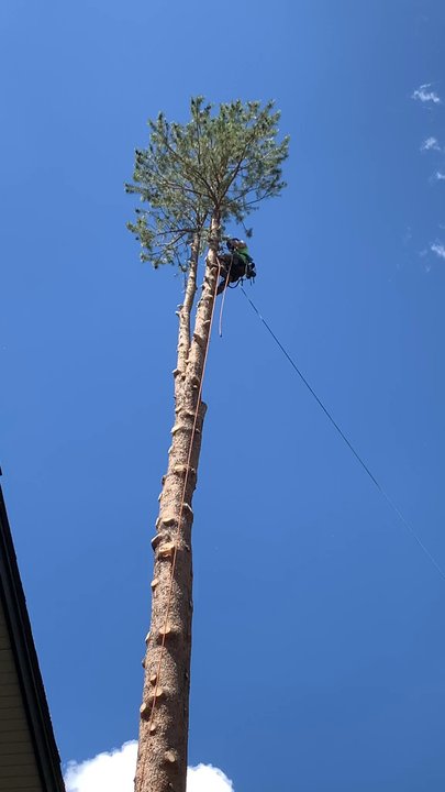 Lifted Roots Tree Service - Tree Services Near Me