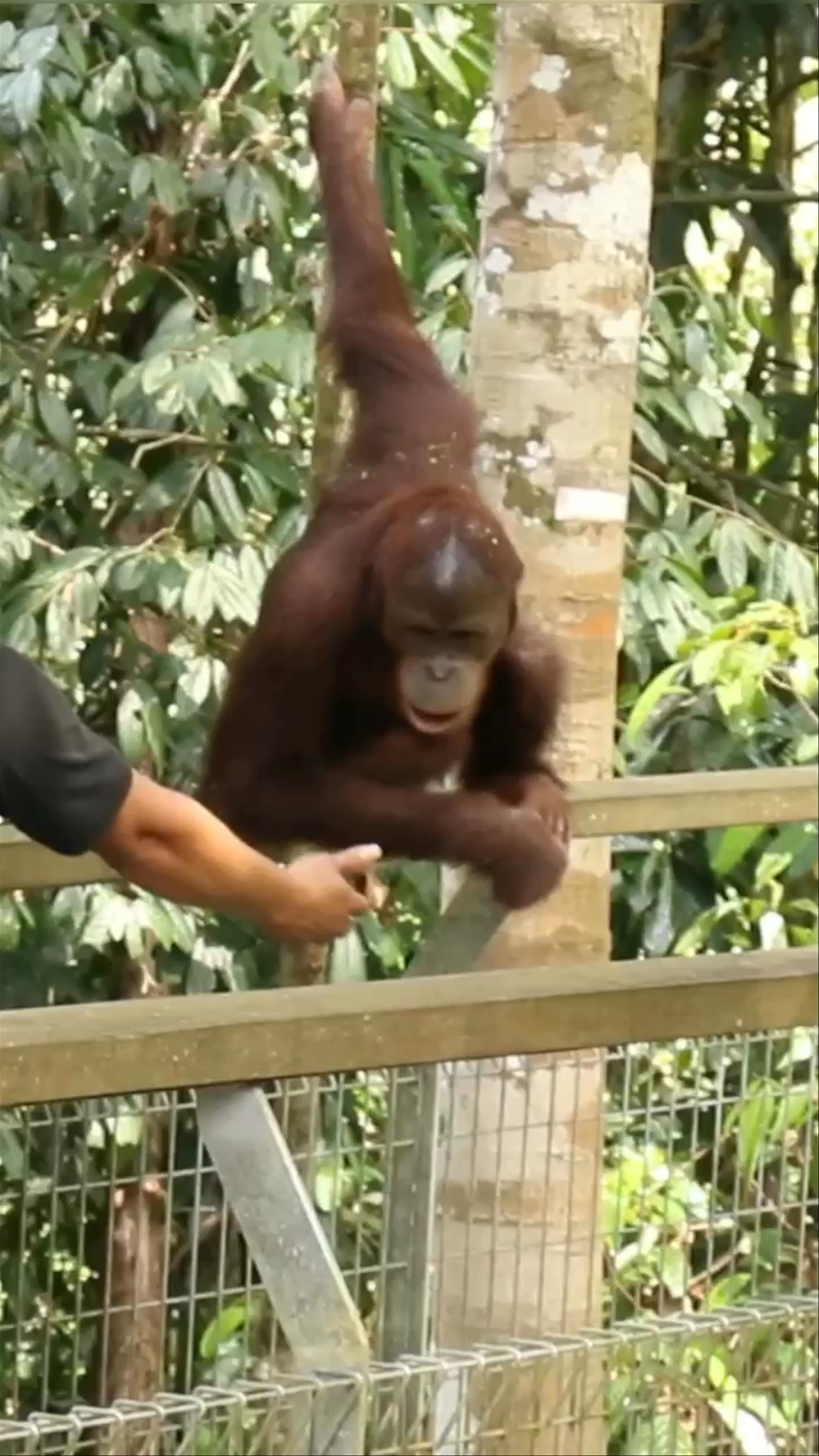 Sepilok Orangutan Rehabilitation Centre