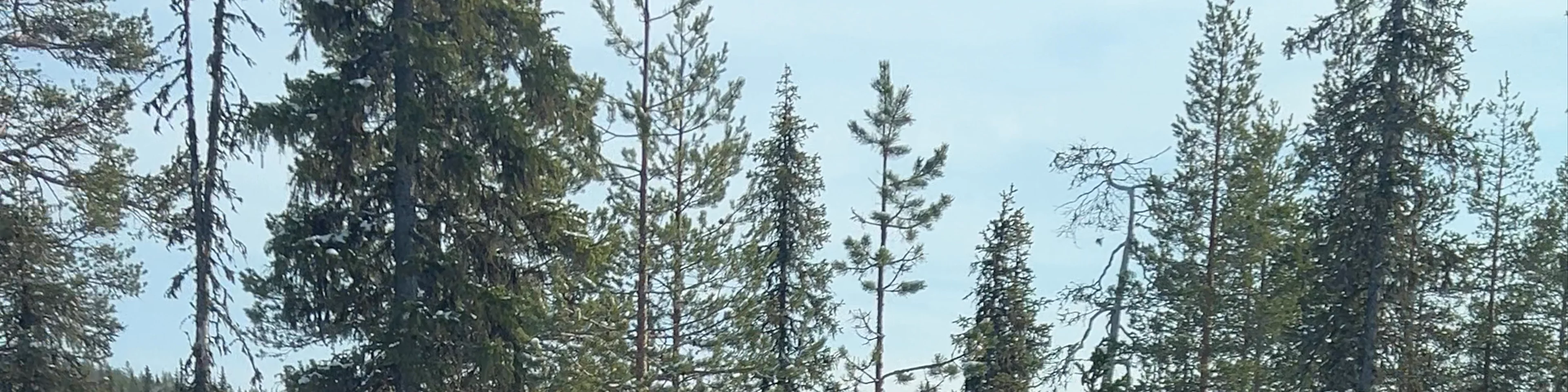 Finnish Sauna