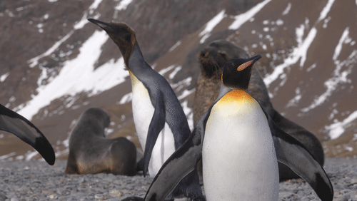 Penguins and Seals animated gif