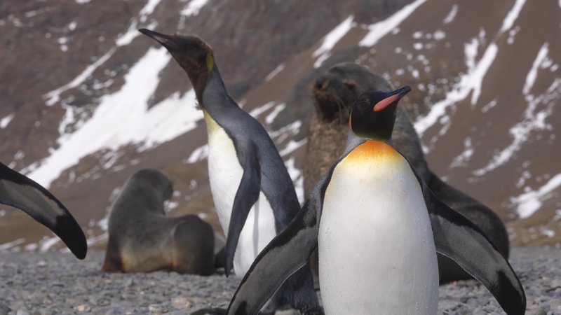 Penguins and Seals poster