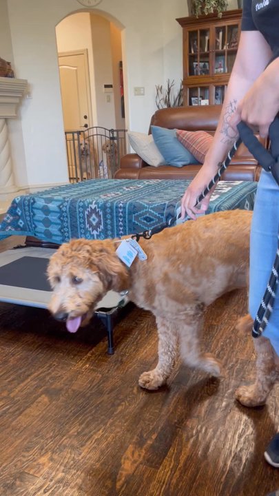 Night and Day K9 Training - Pet Training Near Me - Fort Worth, Texas