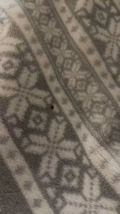 Valley Forge Inn - live bug crawling on my blanket - Hotels Near Me - Pigeon Forge, Tennessee