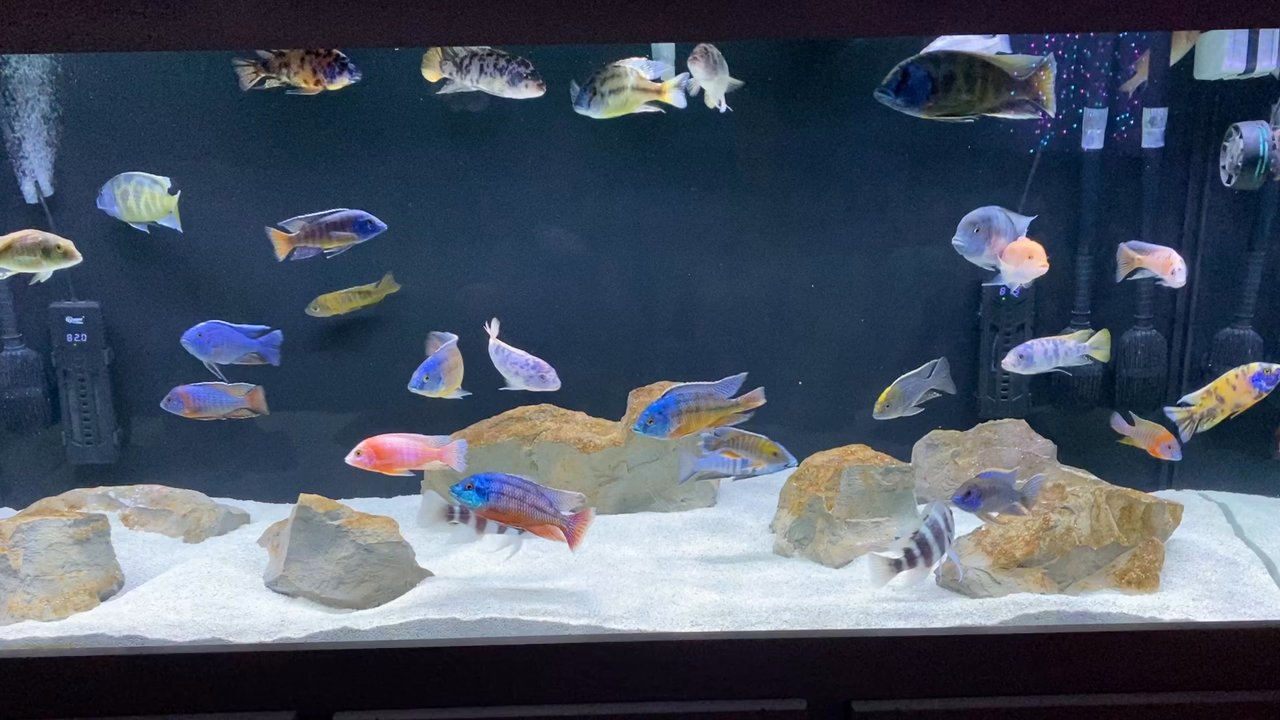AJF Aquatics - Thank you for servicing my aquarium! Left it looking amazing! Alex is extremely educated and will definitely recommend him! Ty! - Local Fish Stores Near Me