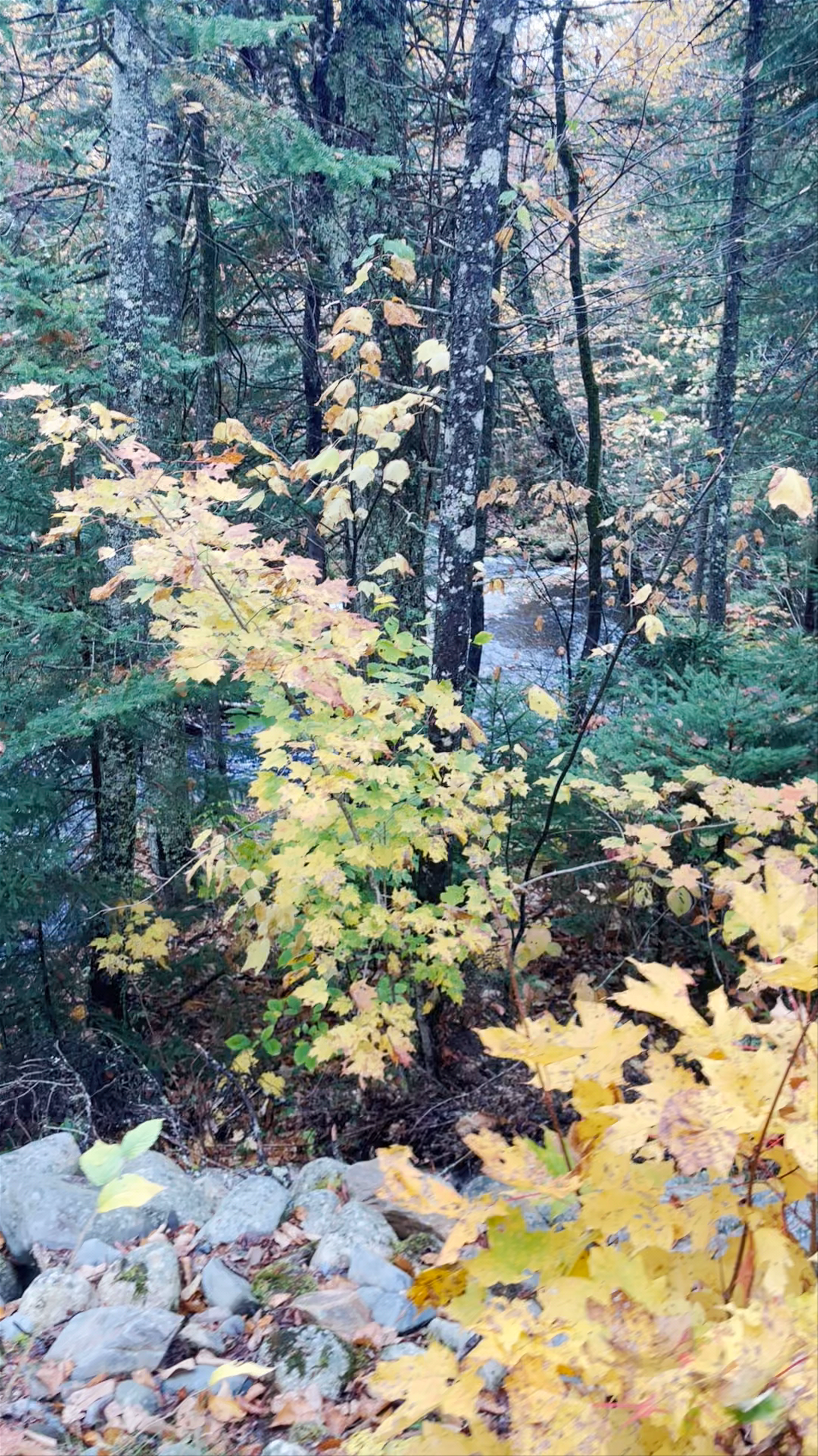 Passerelle de la Chute - Parc national du Mont-Mégantic