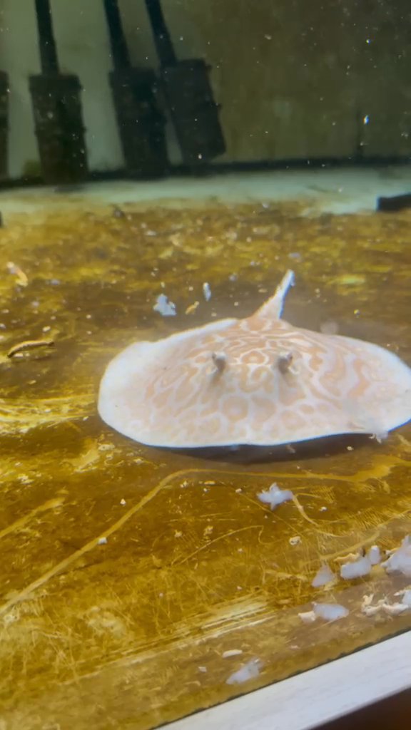Hybrid stingray