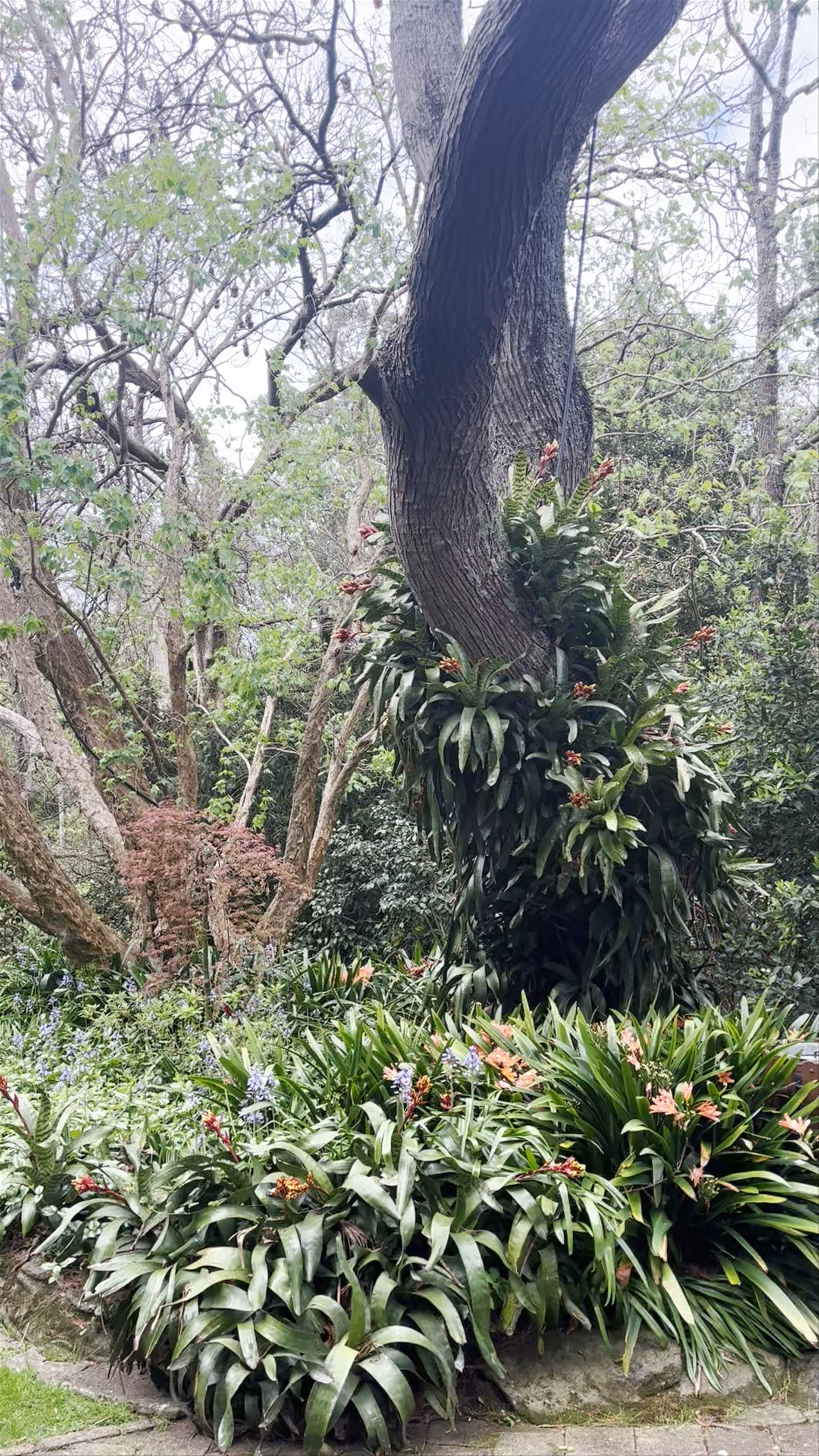 EG Waterhouse Camellia Gardens: A Lush Green Retreat in Caringbah South