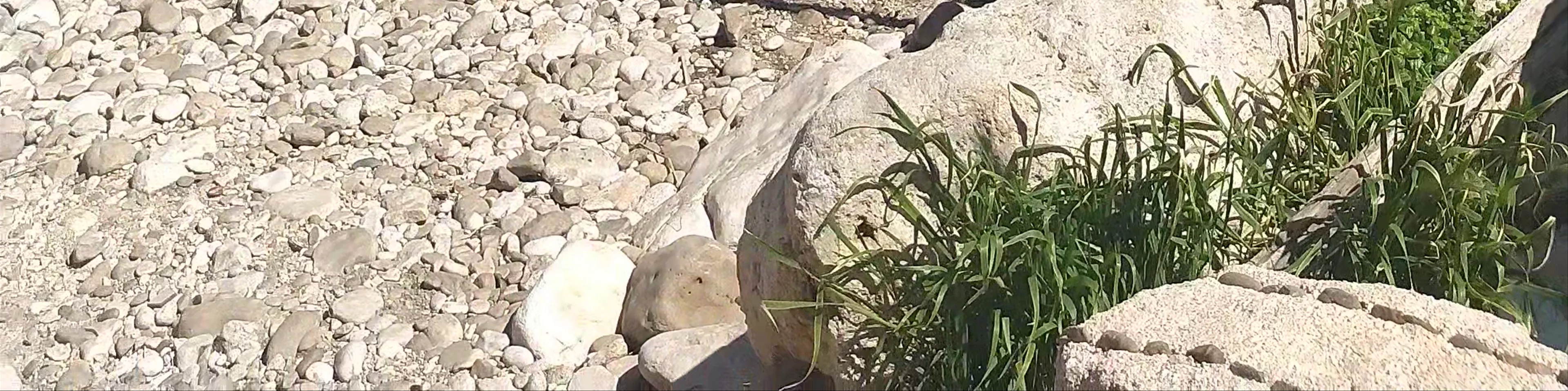 Lama Monachile