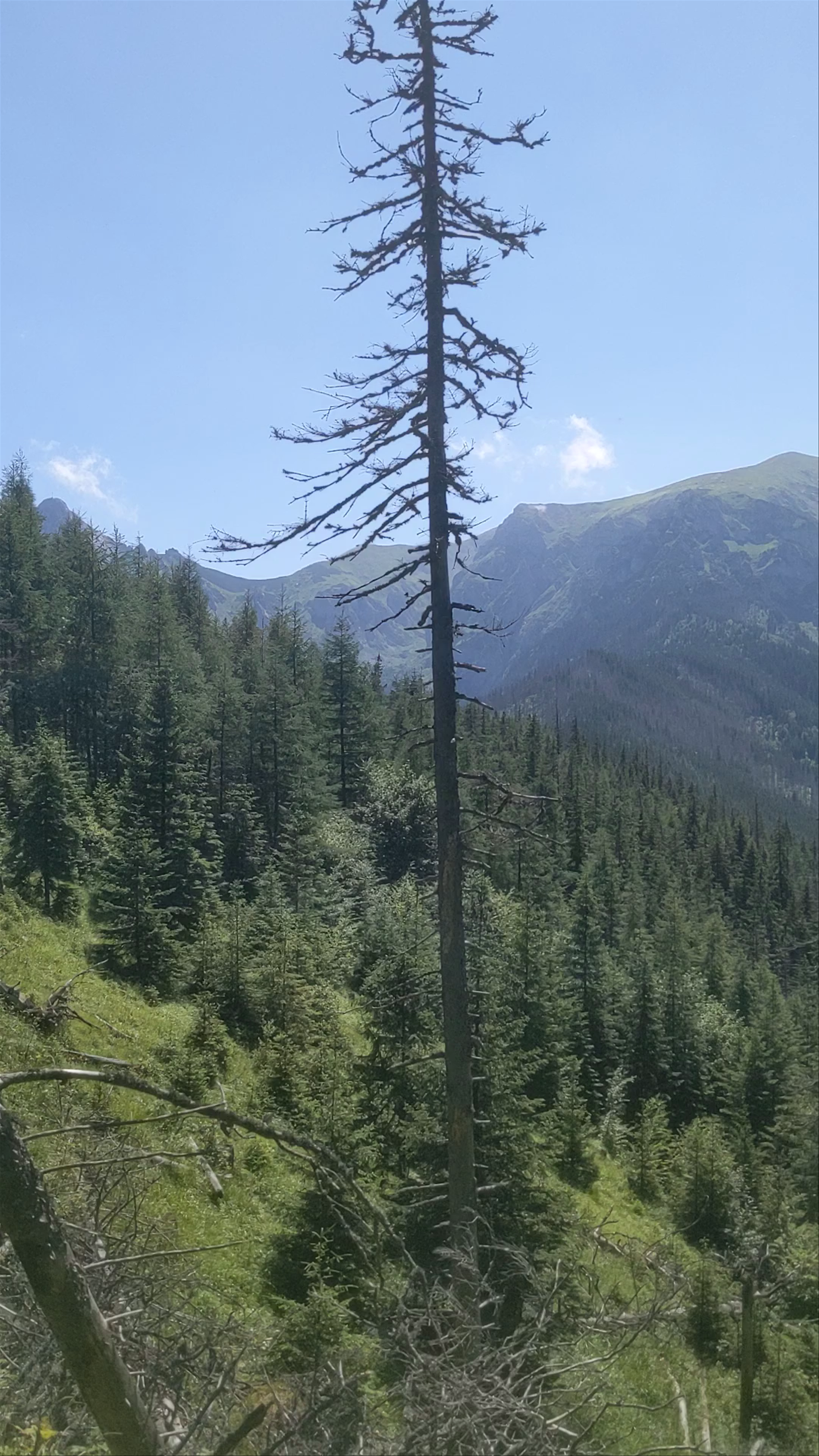 Kościeliska Valley