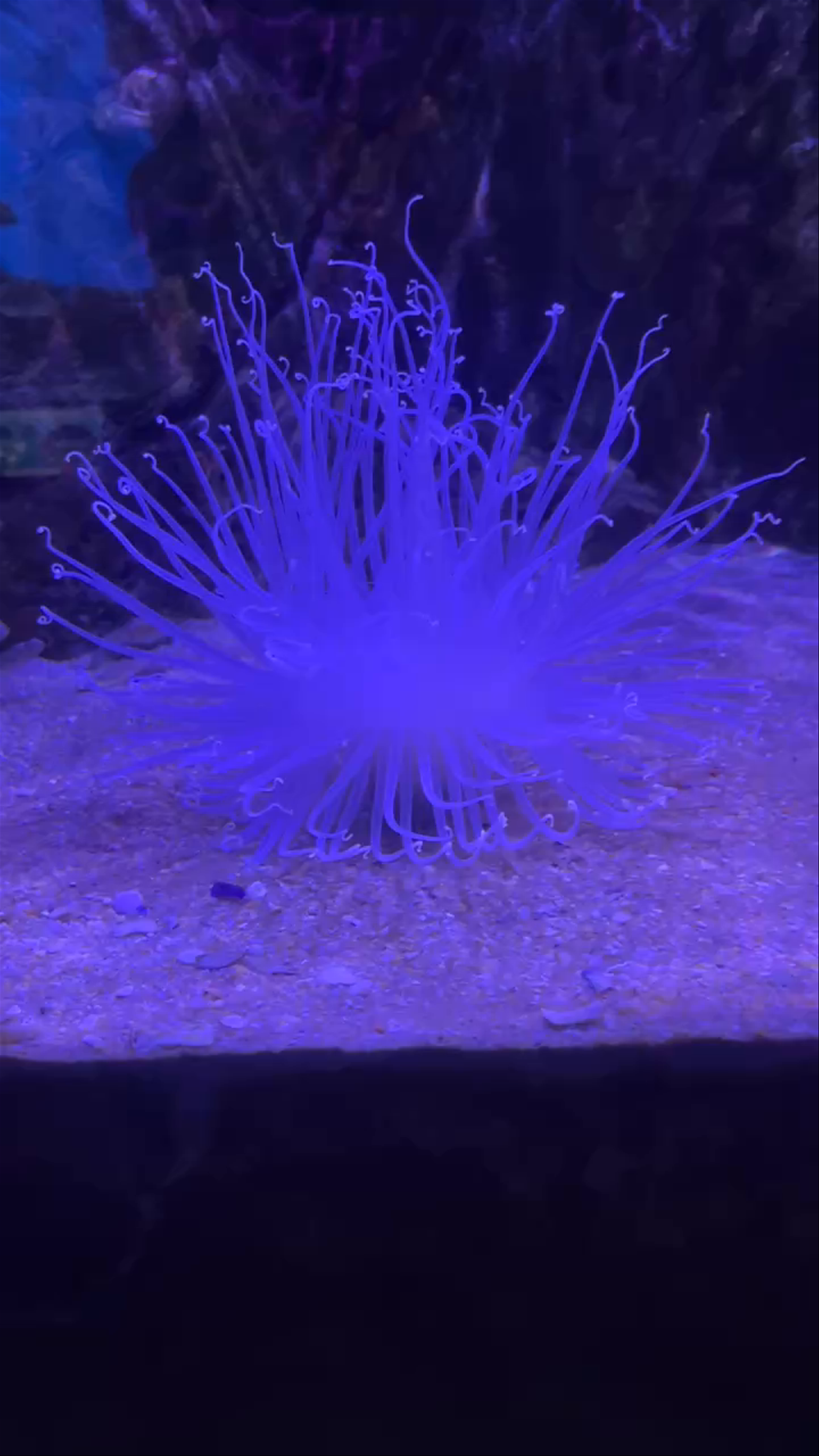 Sevilla Aquarium