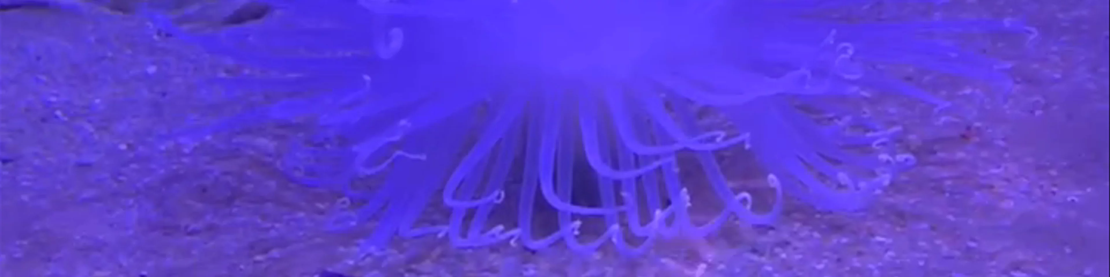 Sevilla Aquarium