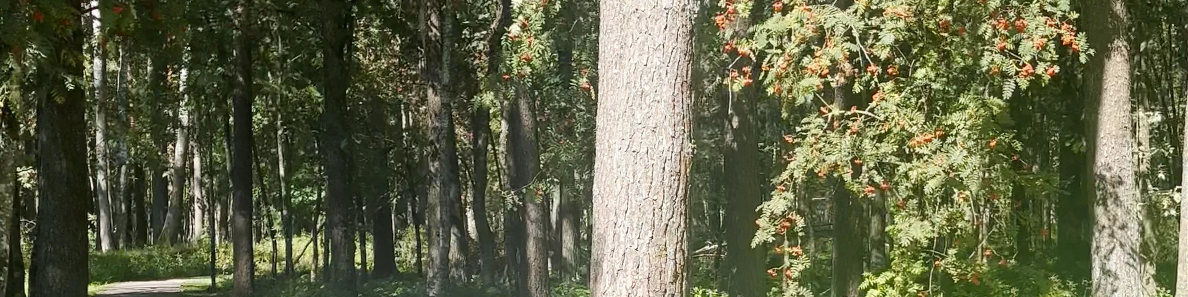Olaines Mežaparks