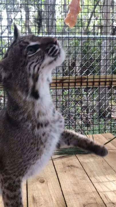 Amazing Animals - Zoos Near Me - Saint Cloud, Florida