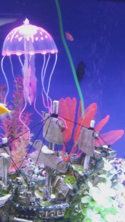 Ocean Gallery - Local Fish Stores Near Me - North Plainfield, New Jersey