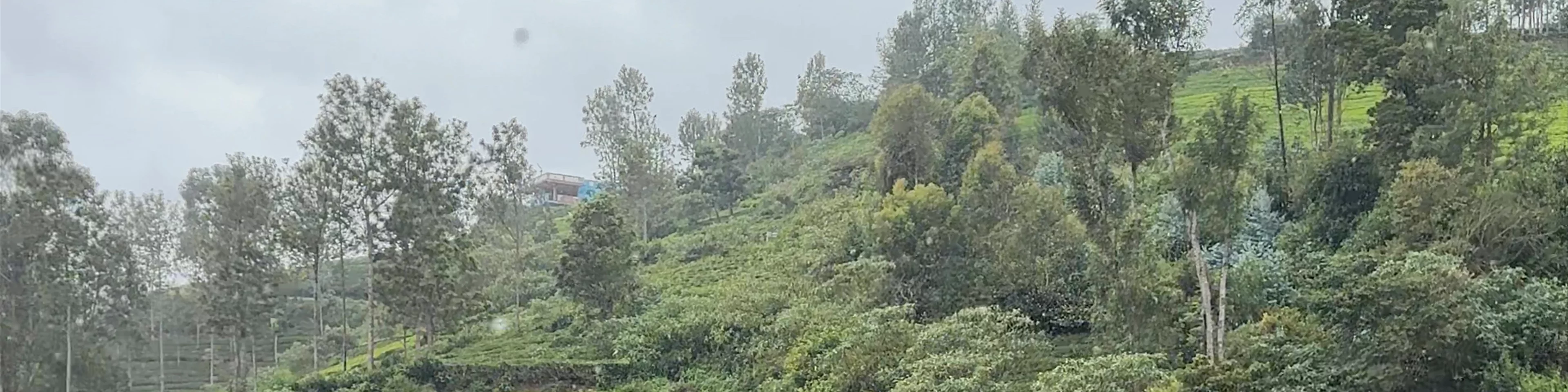Tea Estate Ooty