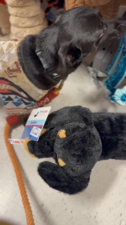 TJ Maxx - Don't forget the dog toy section - Department Stores Near Me - Long Beach, California