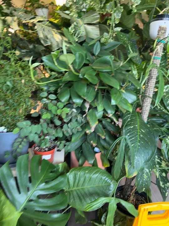 The Bronze Petal - A plant parent Mecca - Nurseries & Gardening Near Me - Denver, Colorado