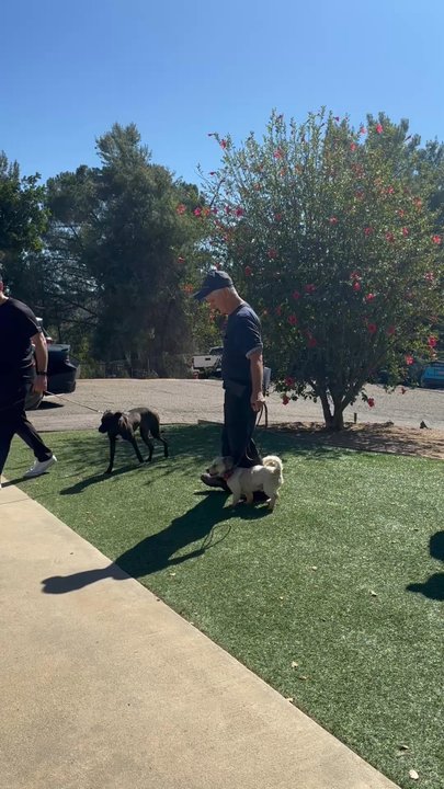IQ K9 Training - Gojo and Benji's dads practicing heel - Pet Training Near Me - Valley Center, California