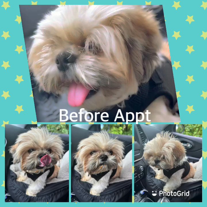 Prince Benji - Pet Groomers Near Me - Baltimore, Maryland