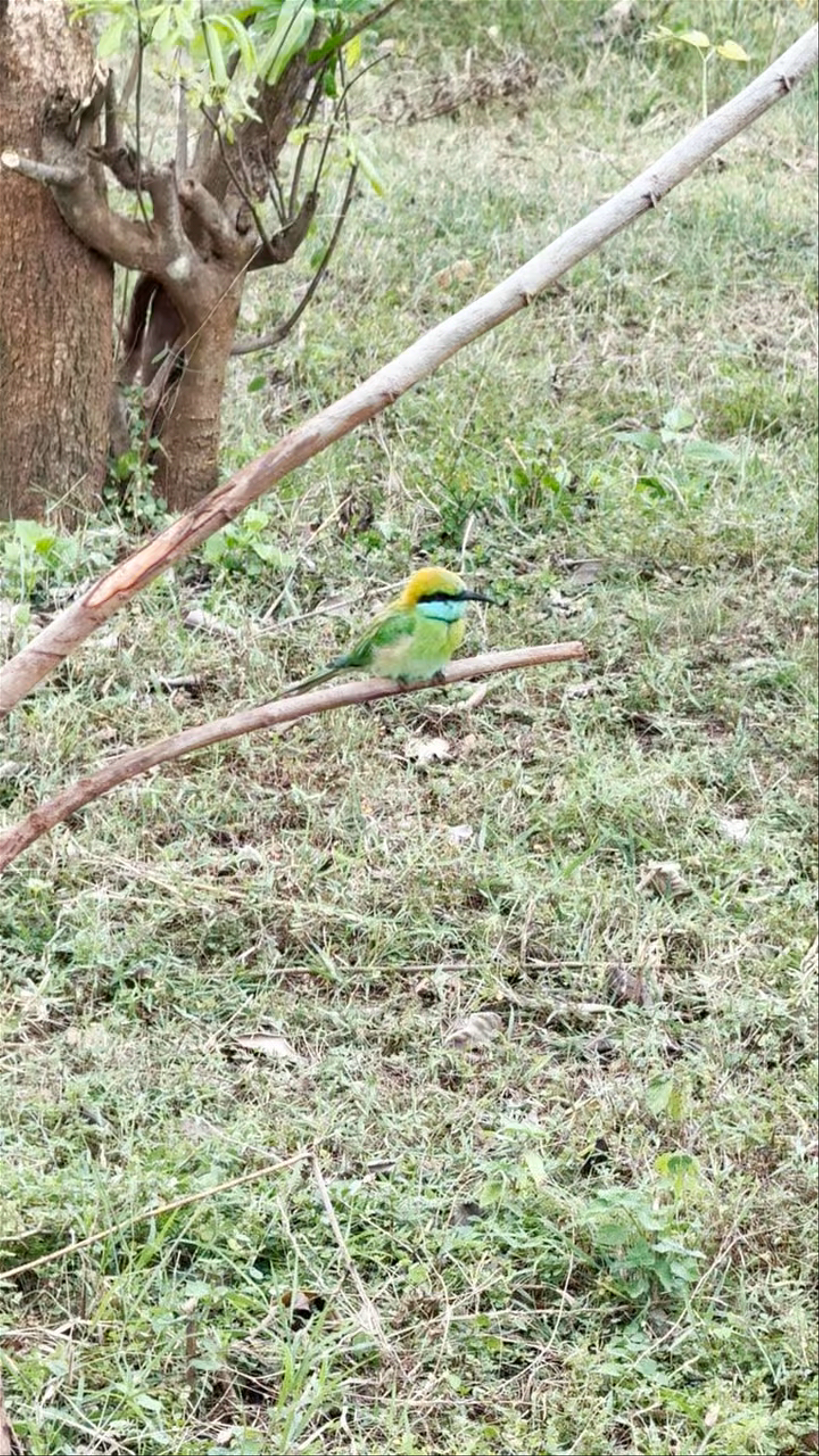 Udawalawe National Park