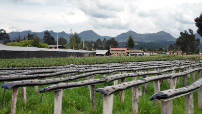 La campagne colombienne