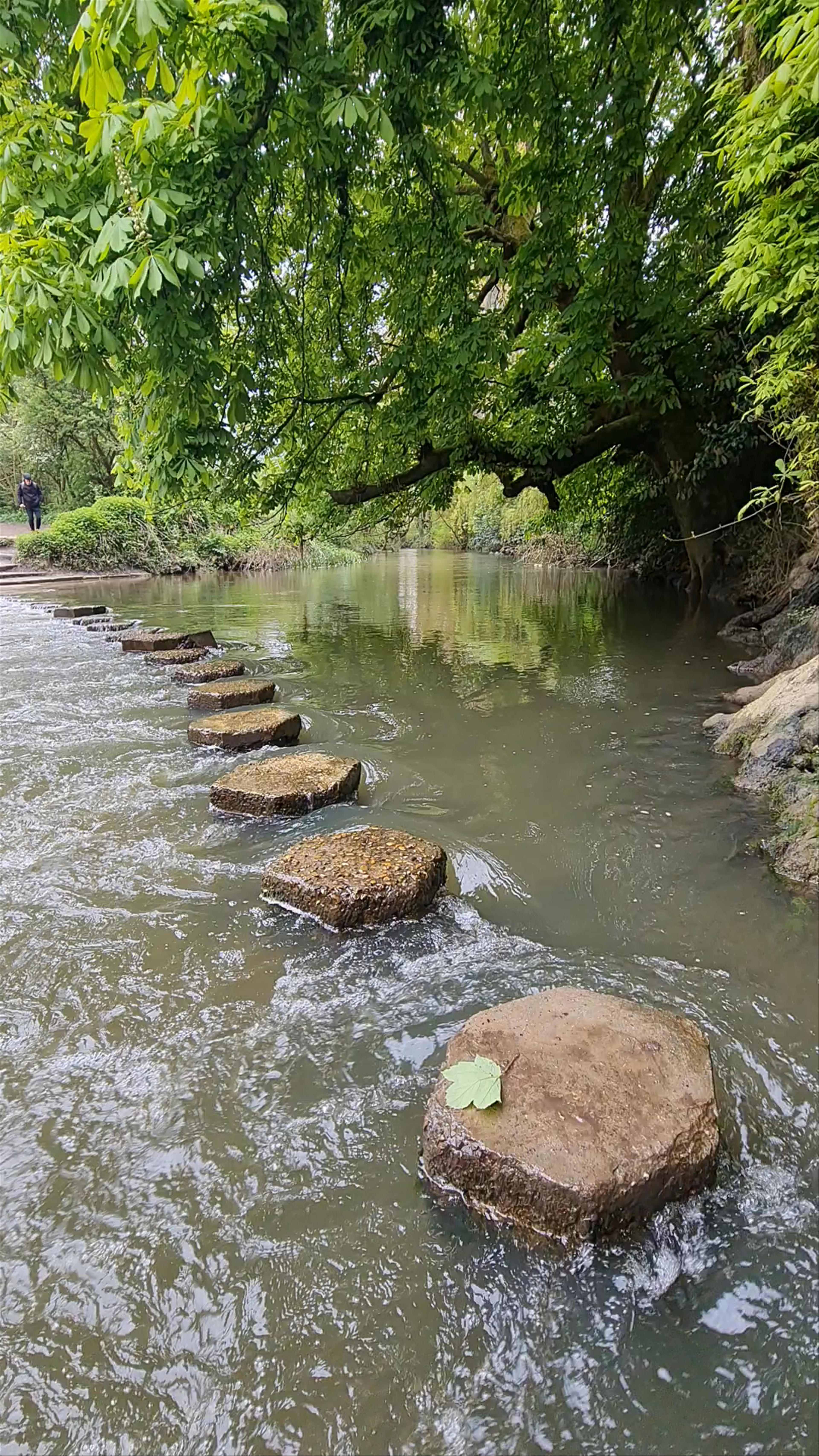 Box Hill Nature Walk: Serene River Crossing in Surrey