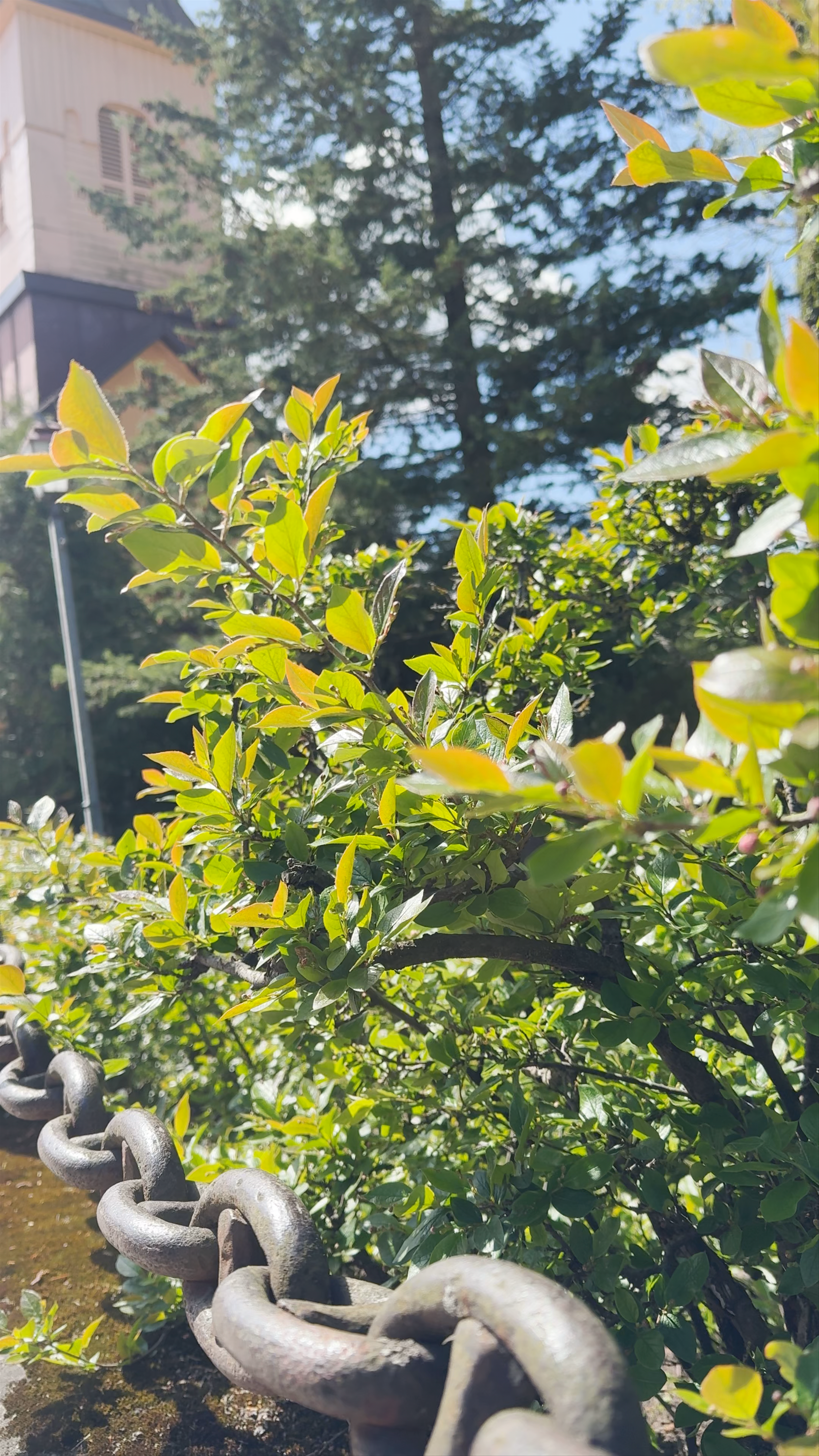 Church of Christ The King, Cēsis