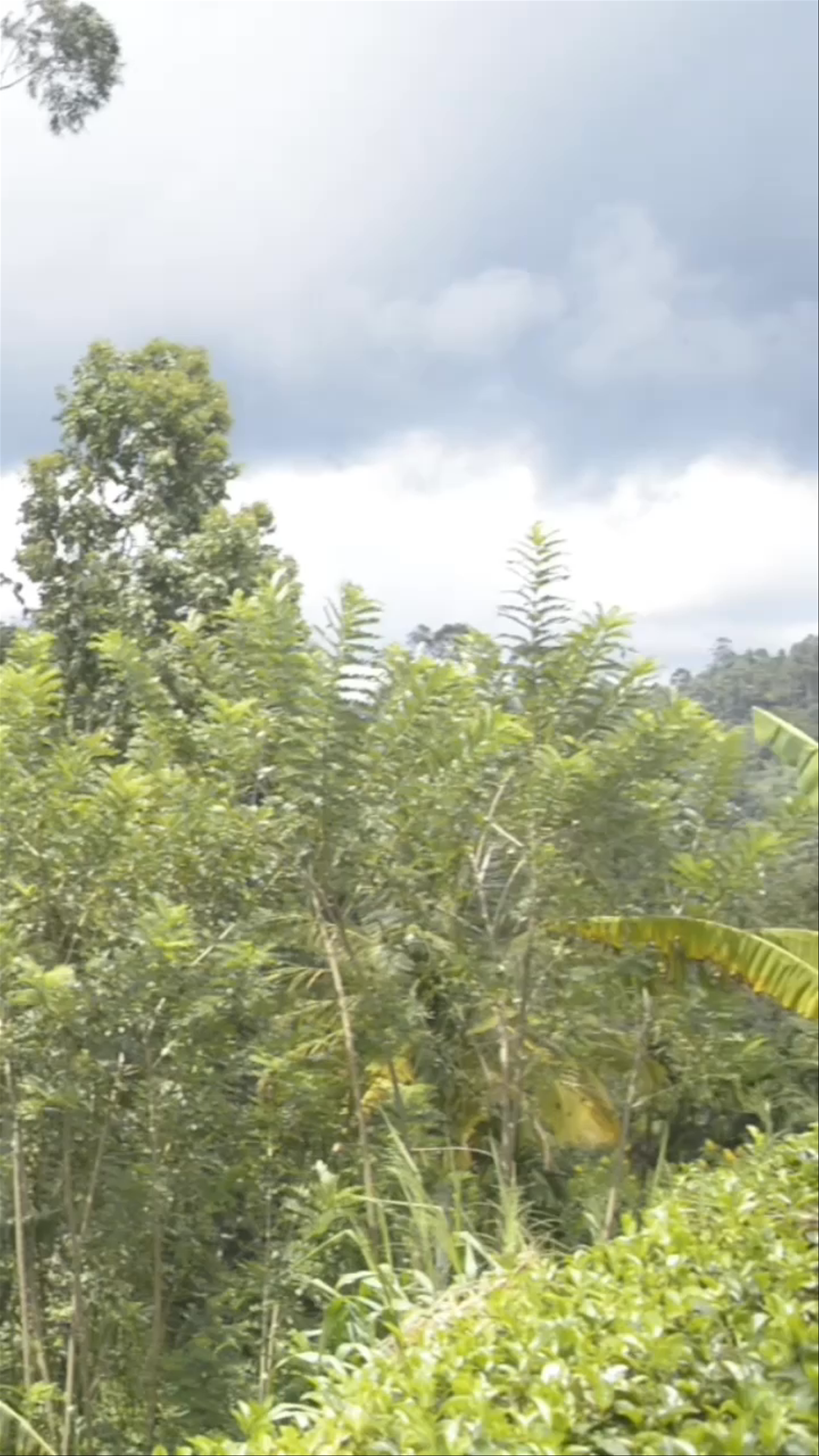 Nine Arches Bridge: Sri Lanka's Stunning Jungle Rail Landmark