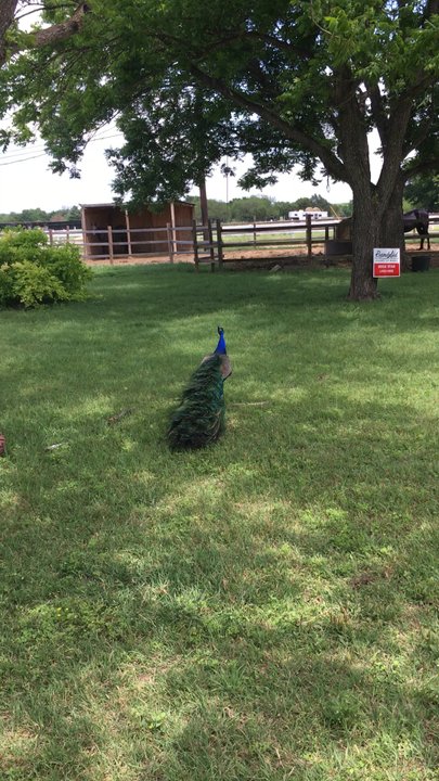 Conscious Rider - Horseback Riding Near Me - Austin, Texas