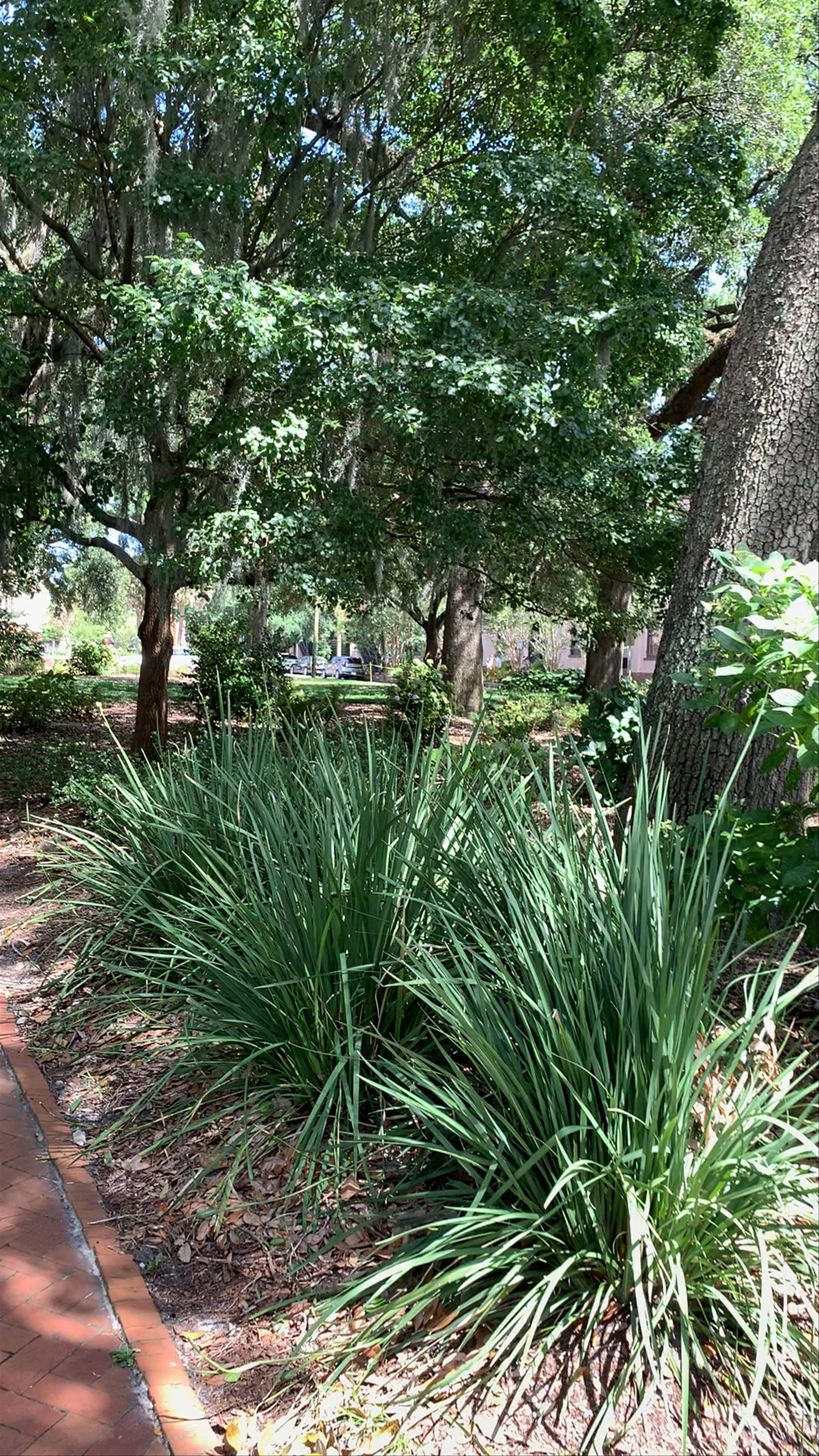 Strolling Calhoun Square: A Serene Urban Oasis in Savannah