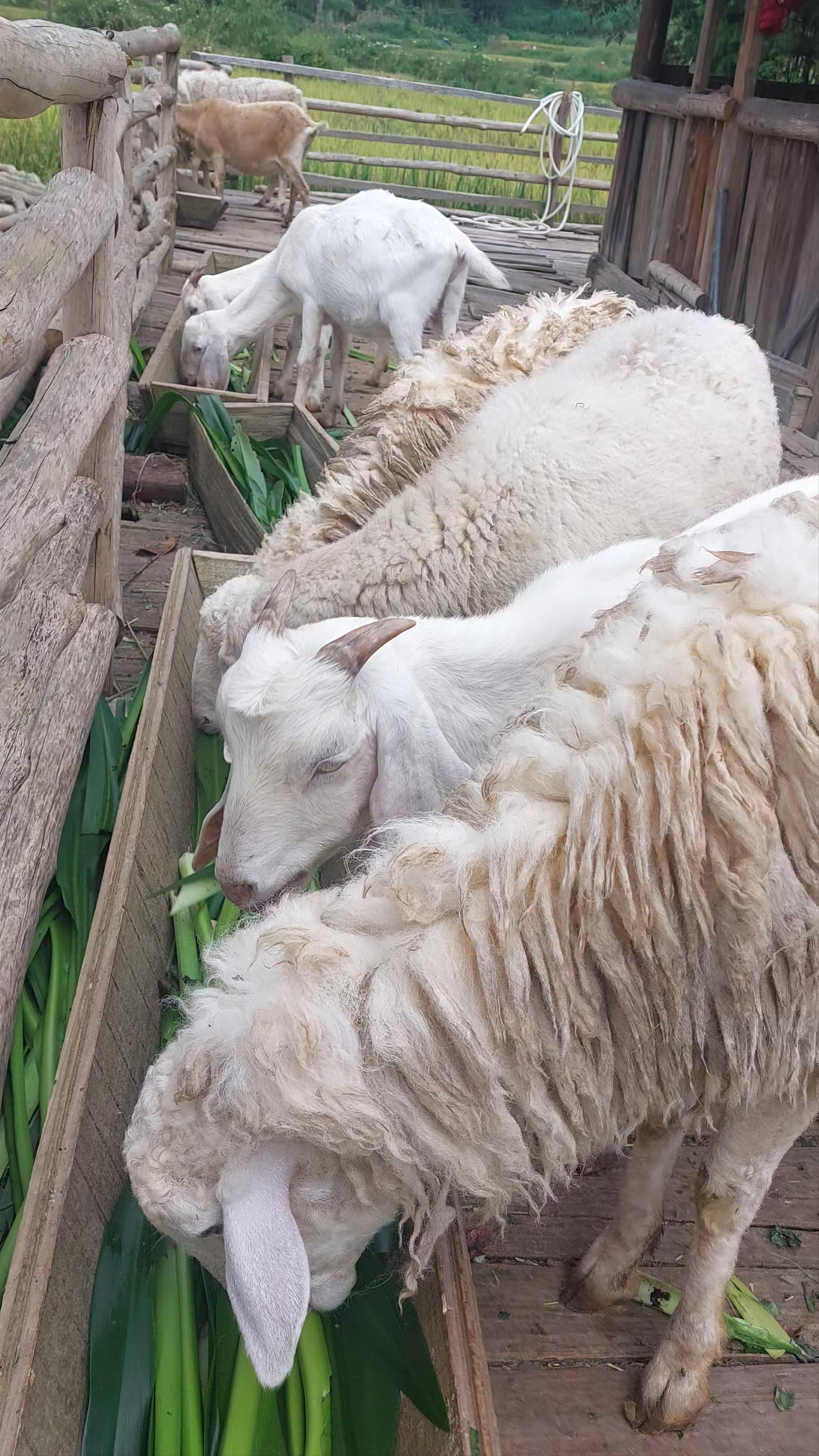Terraced Rice Fields
