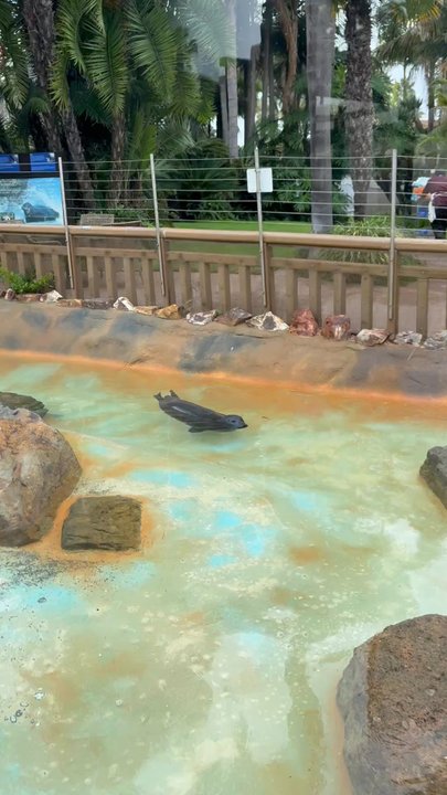 Bahia Resort Hotel - Love the seals! - San Diego, CA