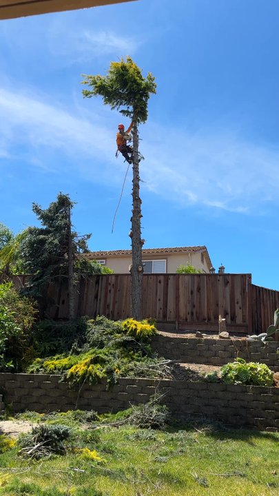 Rafael's Tree Service - During - Tree Services Near Me - Oakley, California