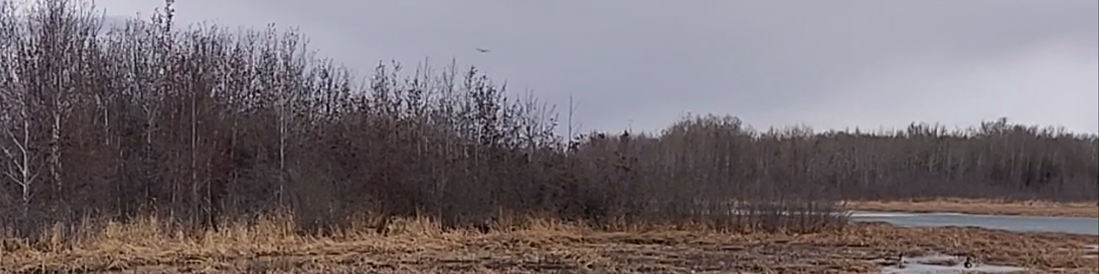 Spruce Grove