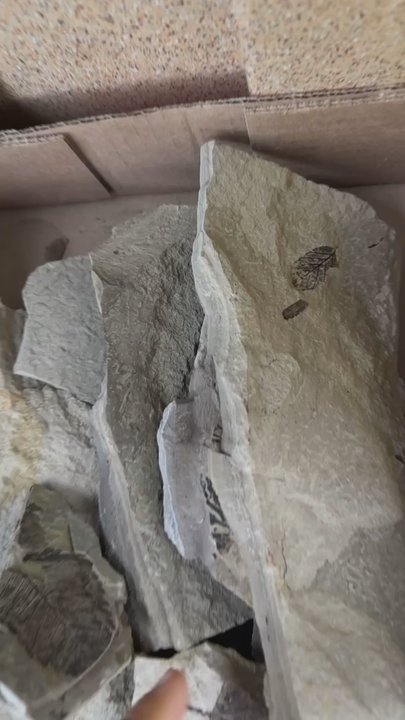 Stonerose Interpretive Center - Museums Near Me - Republic, Washington