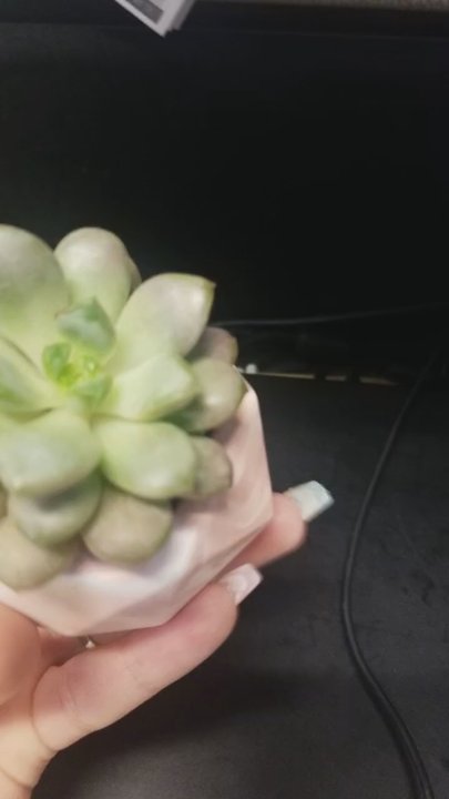 Fractal Flora - Florists Near Me - San Jose, California