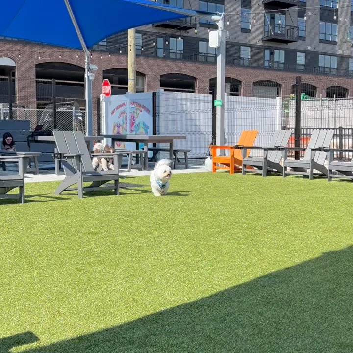 BARK SOCIAL - BALTIMORE - Updated June 2026 - 160 Photos & 38 Reviews ...