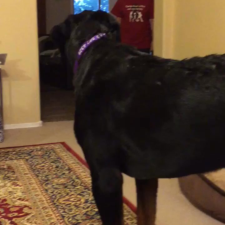 Rotten Rottie Rescue - Brody day one in his foster home. - Community Service/Non-Profit Near Me - Gilbert, Arizona