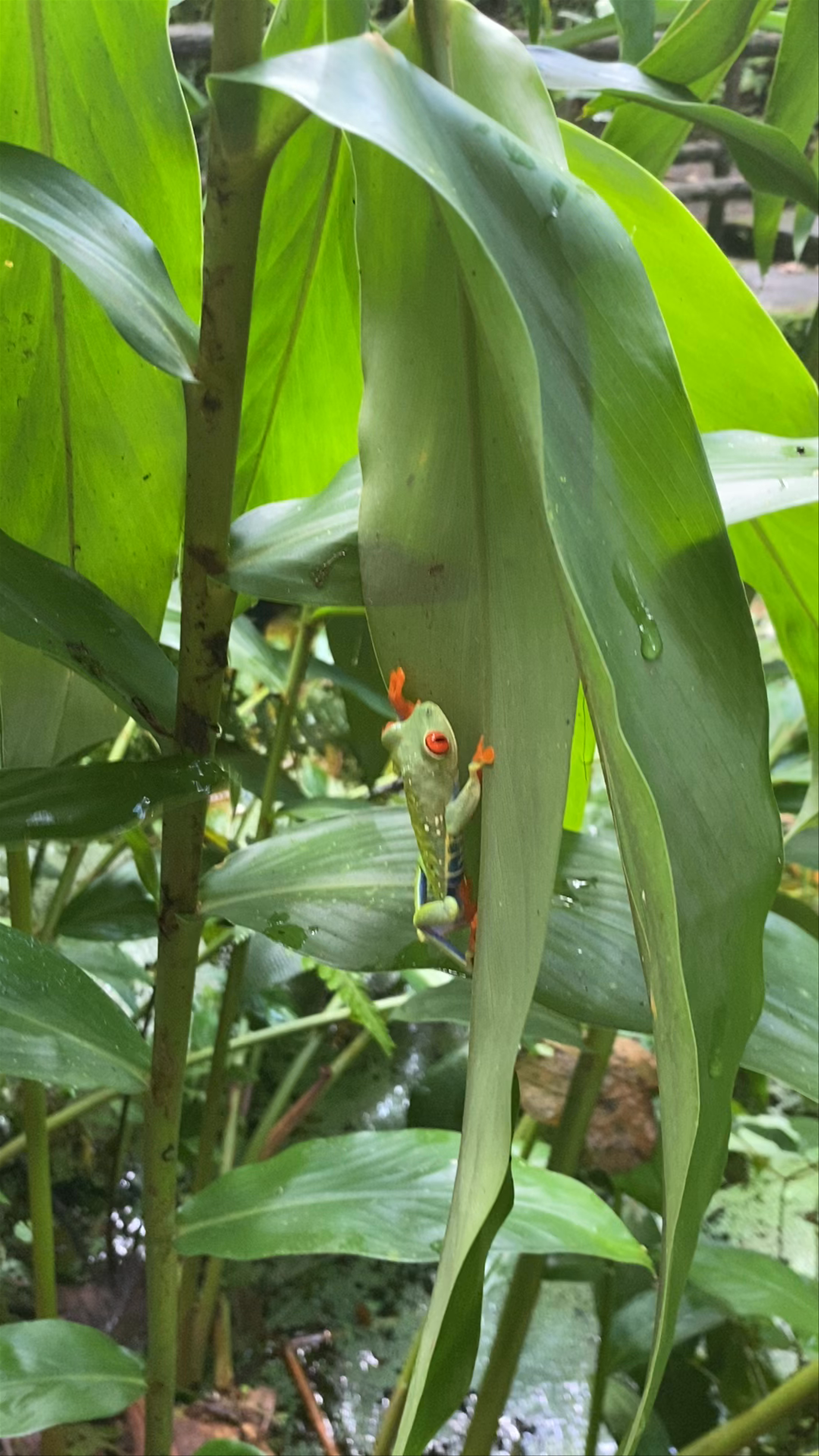 Saino Trail, San Carlos