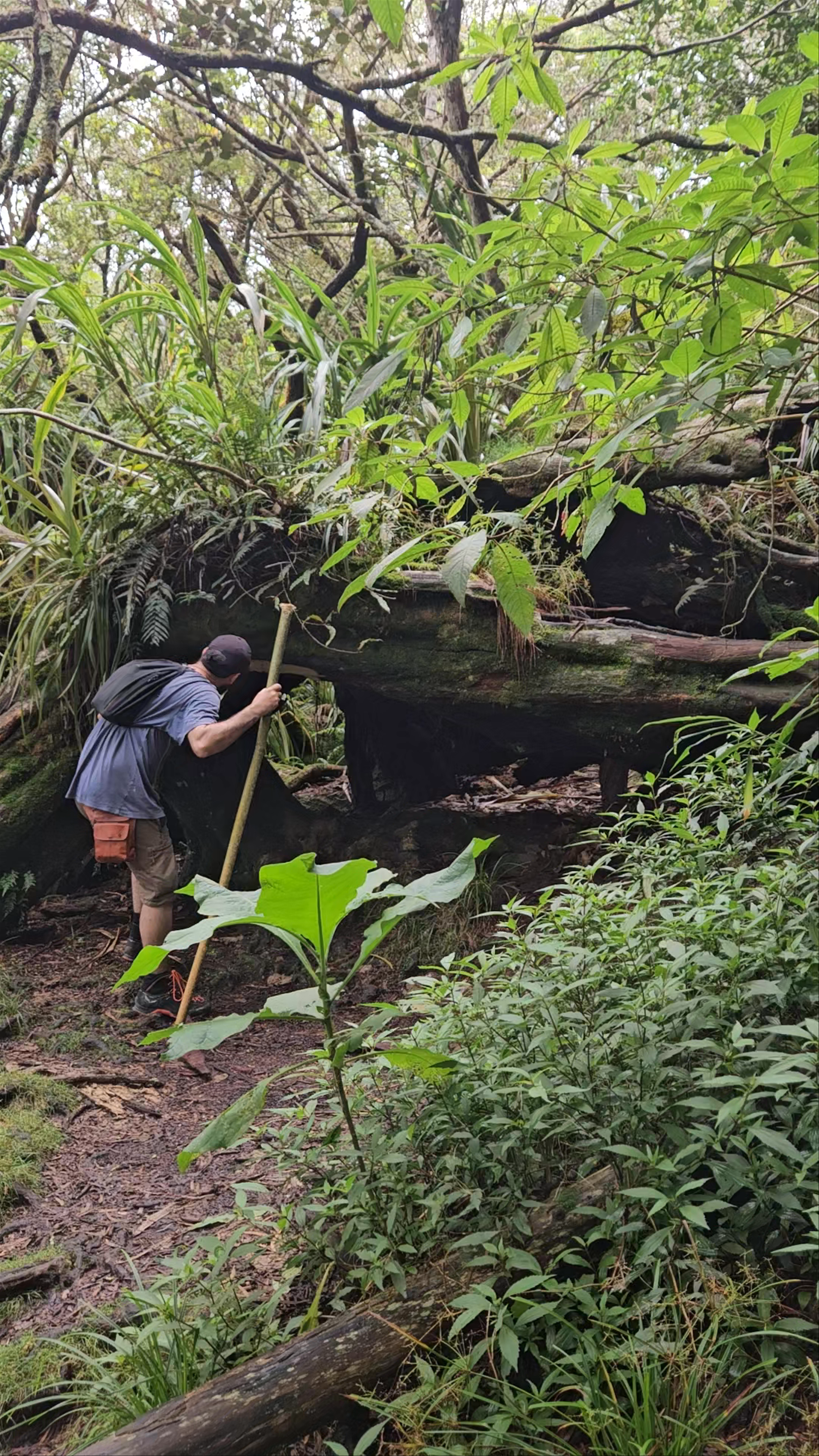 La reine des Tamarins