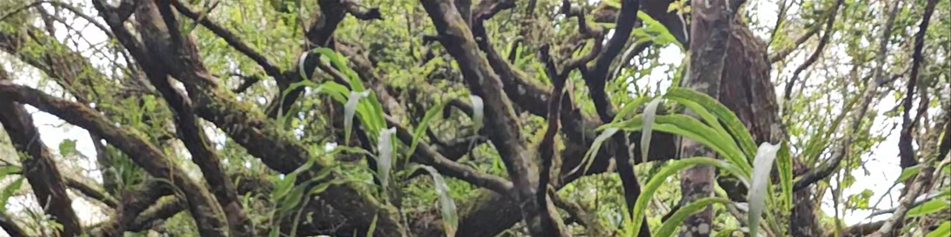 La reine des Tamarins