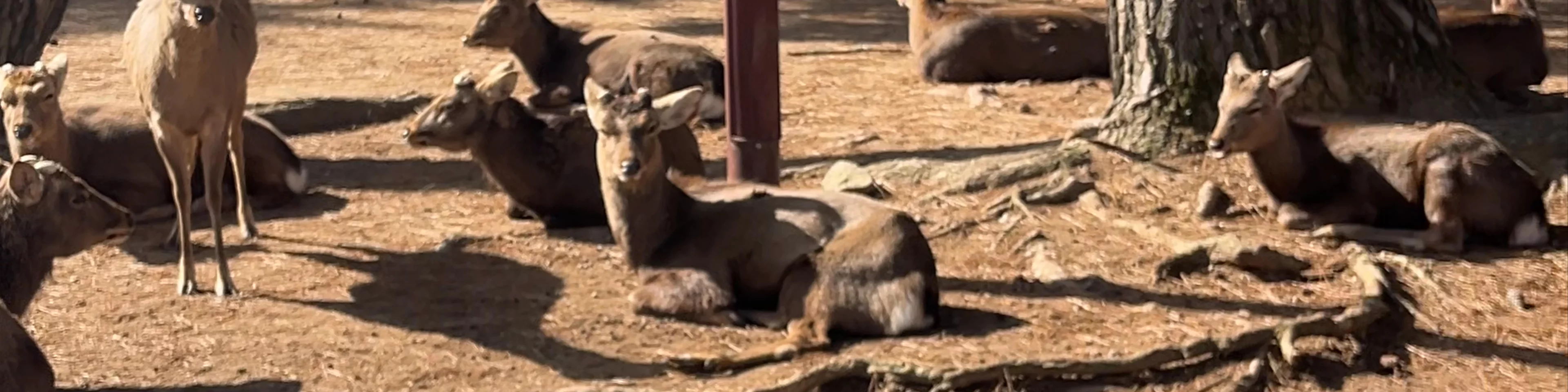 Nara Park