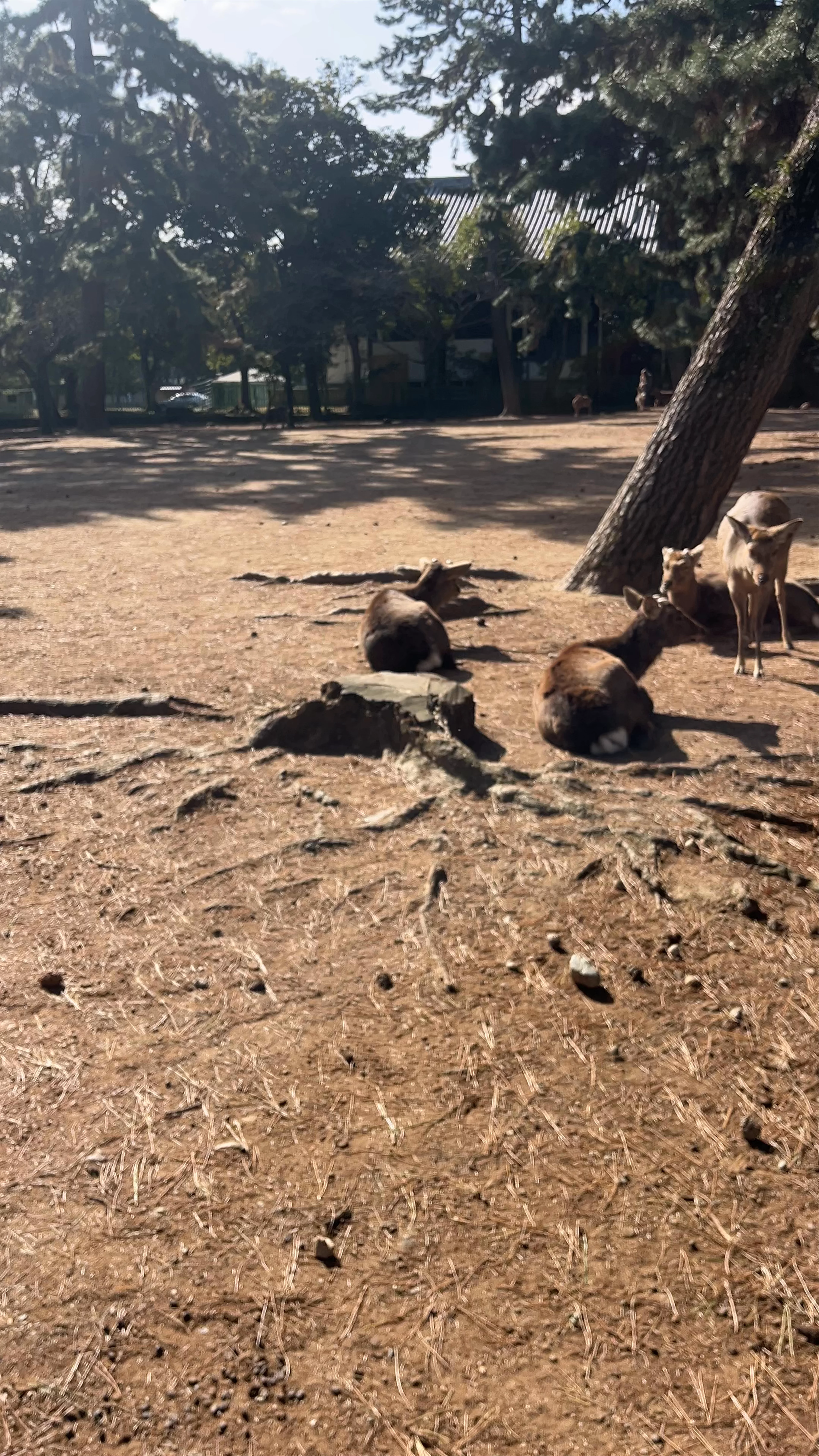 Nara Park