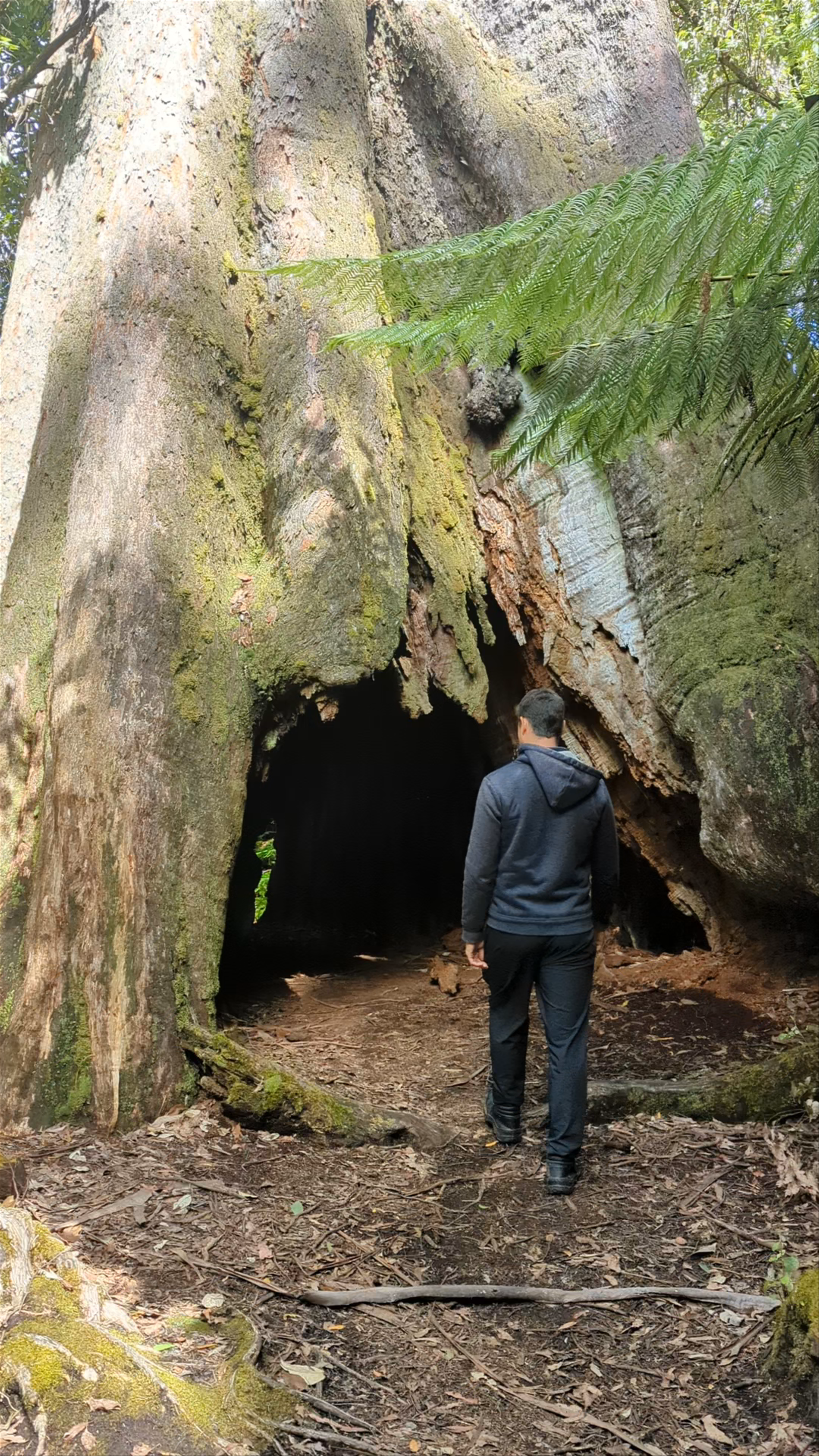 Blue Tier Giant Walk