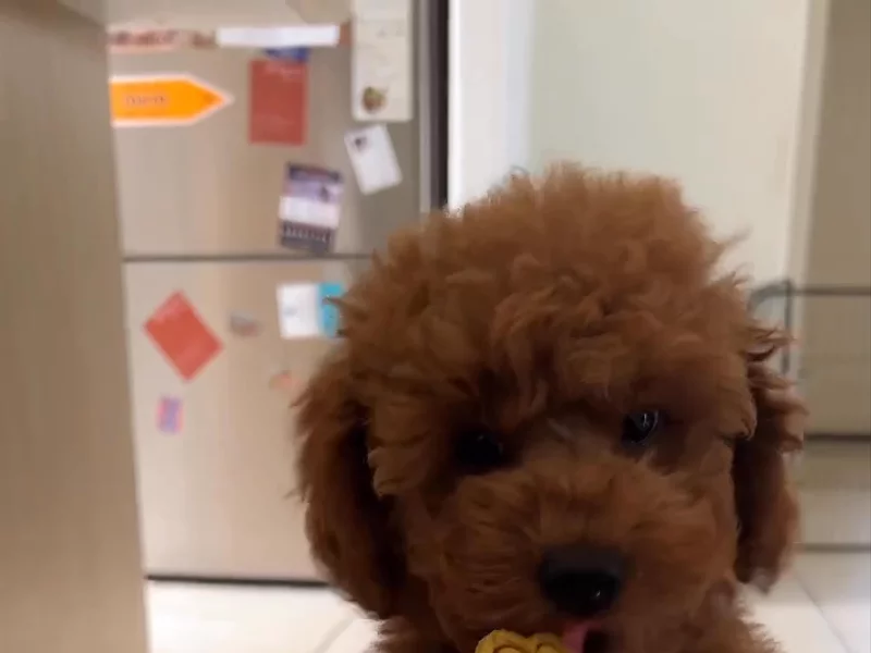 Veggie Paws Dog Treats