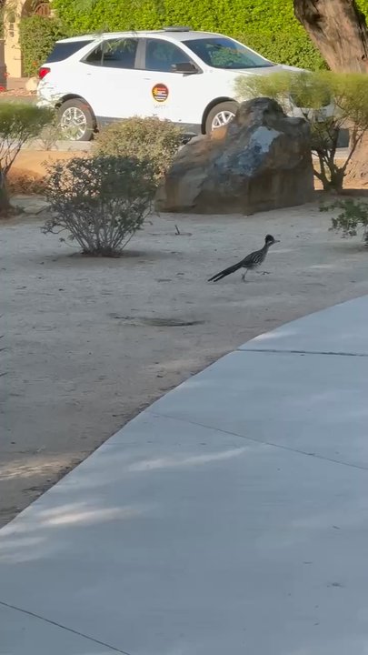 Wellness Park - Roadrunner eating a cicada and a male tarantula hawk enjoying a desert milkweed - Parks Near Me - Palm Springs, California